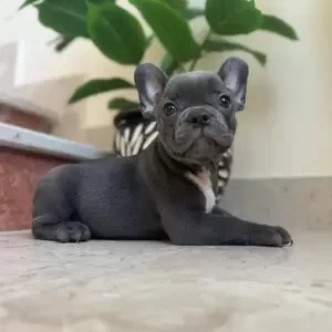 french bulldog puppyy | PostAds PH