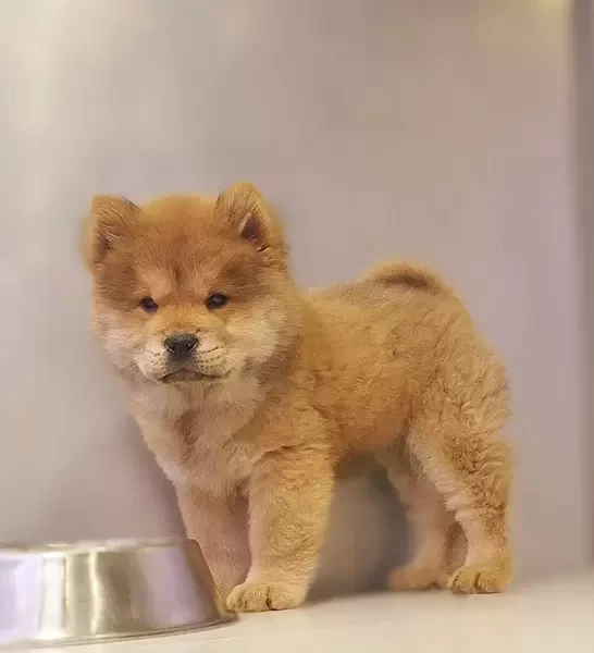 chow chow ppy