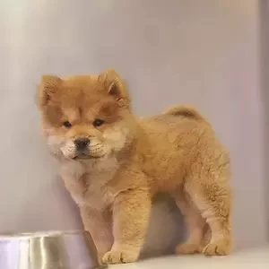 chow chow ppy | PostAds PH