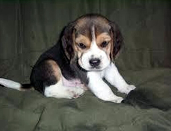 beagle puppy 