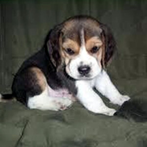 beagle puppy | PostAds PH