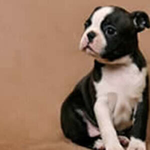 boston puppy | PostAds PH
