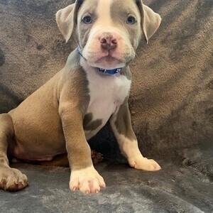 pitbull puppy | PostAds PH