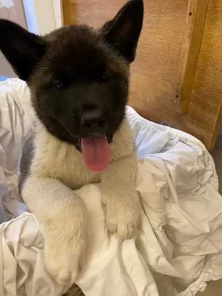 Americian Akita