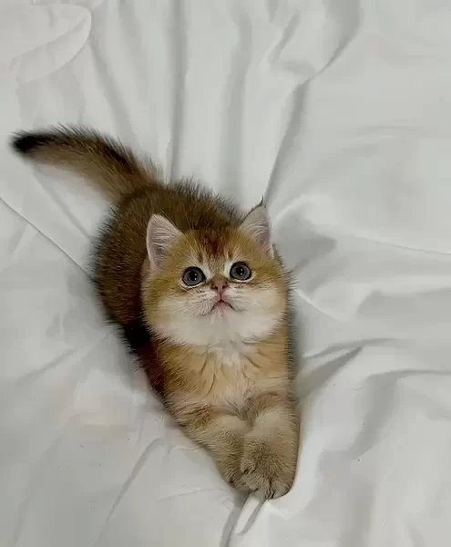 British short hair Golden Chinchill