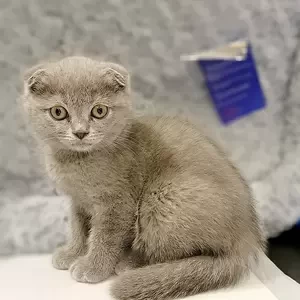Scottish Fold | PostAds PH