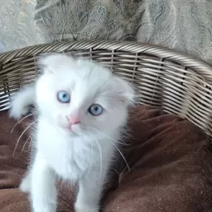 White Scottish Fold Kittens | PostAds PH