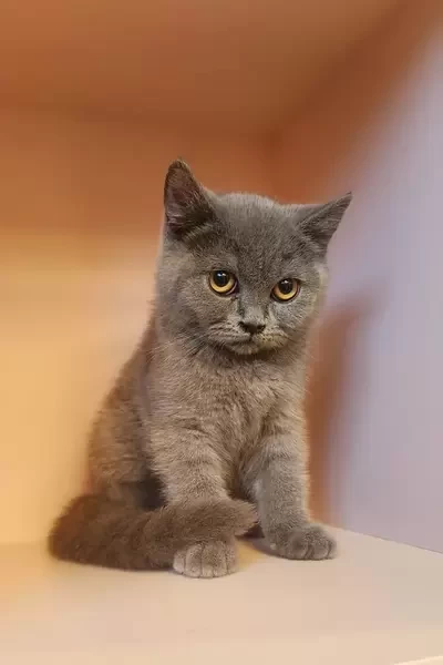 British Short Hair Kitten