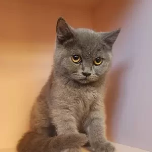 British Short Hair Kitten | PostAds PH
