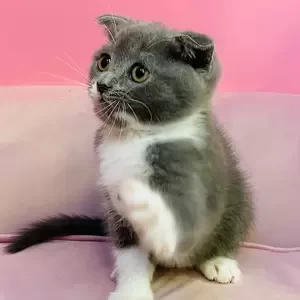 Scottish fold kittens | PostAds PH