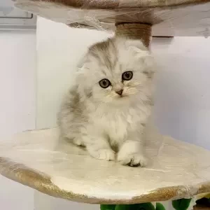 Silver Chinchilla Kitten Ny 11 | PostAds PH