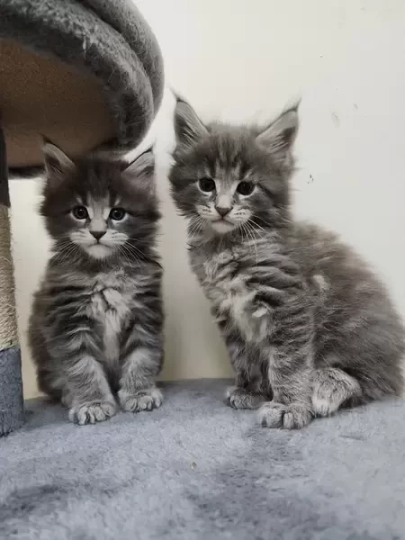 Mainecoon male