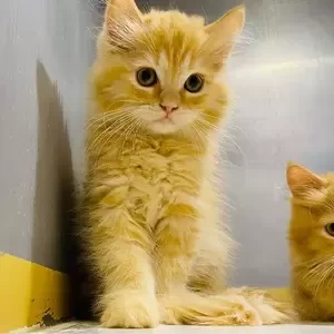 Persian Kittens | PostAds PH