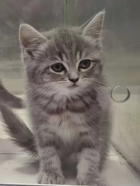 Scottish Stright Kitten