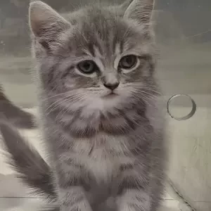 Scottish Stright Kitten | PostAds PH