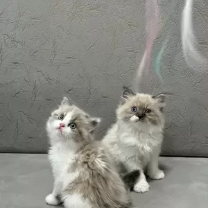 Ragdoll Kittens | PostAds PH