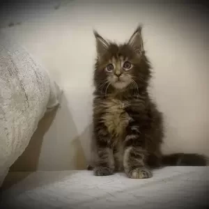 King Size Mainecoon Kitten | PostAds PH