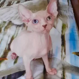 Sphynx male kitten | PostAds PH