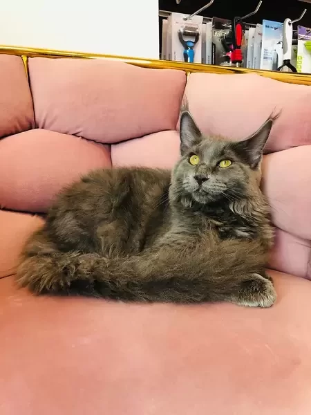 Beautiful Mainecoon Female
