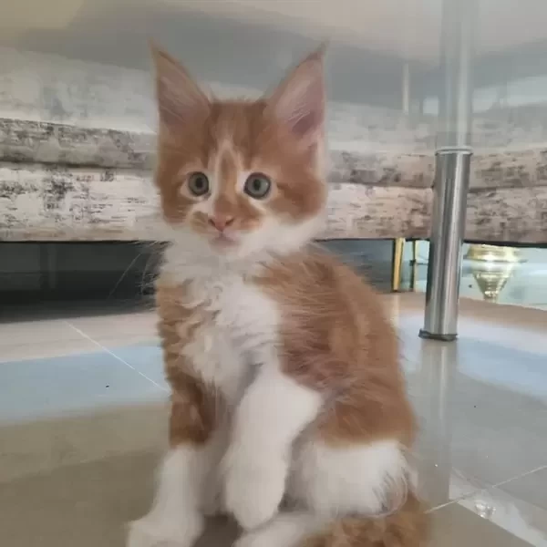 Mainecoon puppy