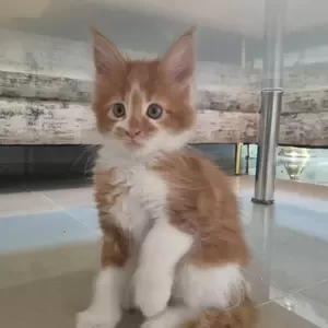 Mainecoon puppy | PostAds PH