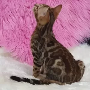 Female Bengal kitten | PostAds PH