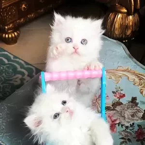 Persian Female Kitten | PostAds PH