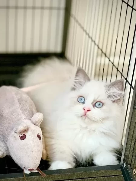 Ragdoll Kitten