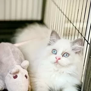 Ragdoll Kitten | PostAds PH