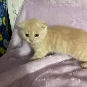 Cream Scottish Fold Kitten | PostAds PH