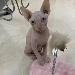 British Sphynx kittens | PostAds PH