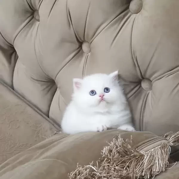 White Persian kittens available