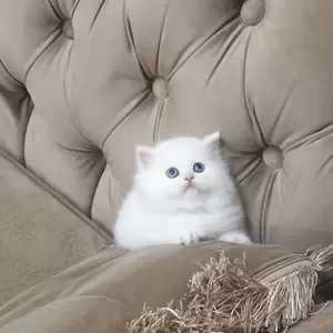 White Persian kittens available | PostAds PH