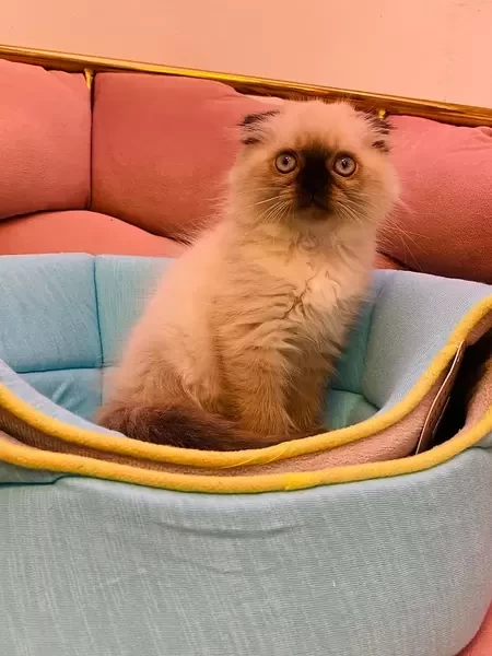 Long hair scottish fold
