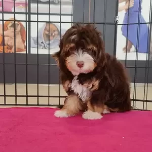 Havanese Male Puppy Available Now | PostAds PH