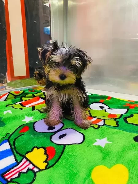 mini yorkie puppy