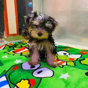 mini yorkie puppy | PostAds PH