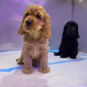 English Cockier Spaniel | PostAds PH