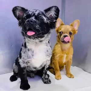 Fluffy French Bulldog Puppies | PostAds PH