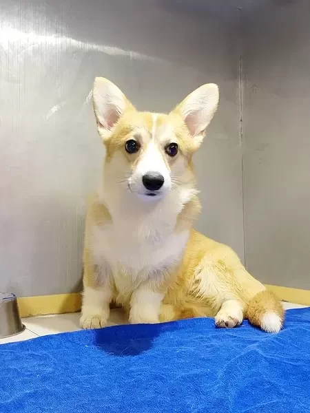 Welsh Corgi Puppy