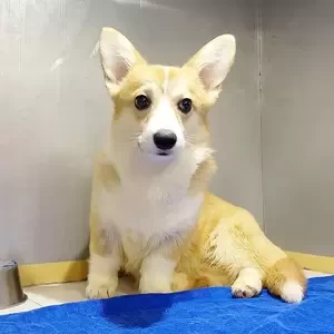 Welsh Corgi Puppy | PostAds PH