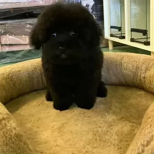 black poodle puppy | PostAds PH
