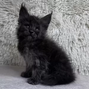 223 Hardy (R) Maine Coon male kitten | PostAds PH