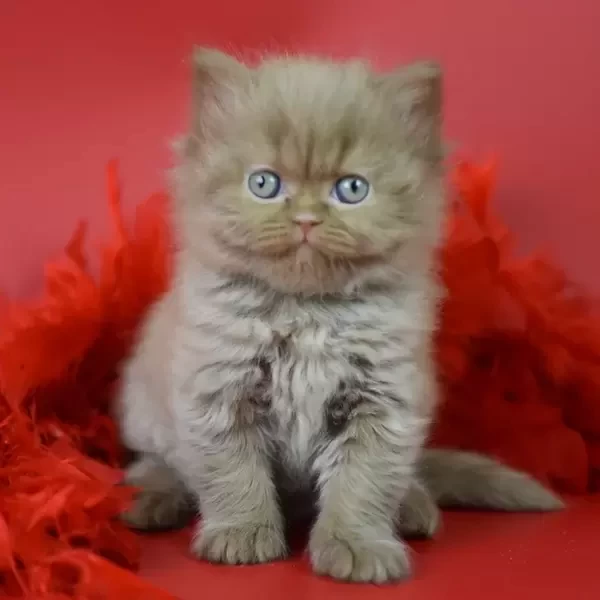 153 Galaxy (BL) British longhair female kitten