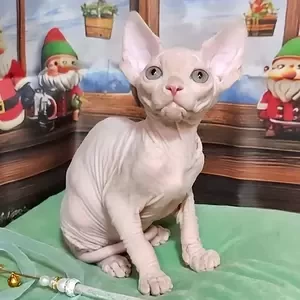 081 Michael (U) Sphynx male kitten | PostAds PH