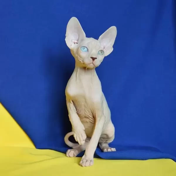 127 Cake (U) Sphynx male kitten