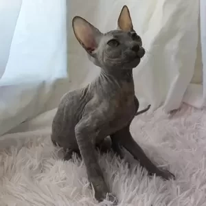 153 Missy (R) Don Sphynx female kitten | PostAds PH