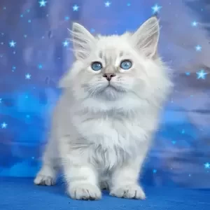 090 Martin (R) Siberian male kitten | PostAds PH