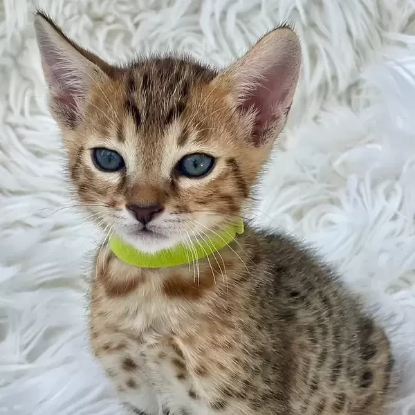 Savannah F7 male kitten