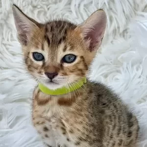Savannah F7 male kitten | PostAds PH